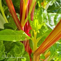 ルバーブ,野菜の日,キュンキュン乙女倶楽部,【こまち多肉部】,平和を願う☆の画像