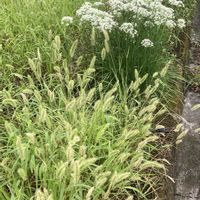 ニラの花,エノコログサ(猫じゃらし),花のある暮らし❤の画像