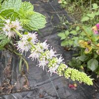 ミント,畑の花の画像