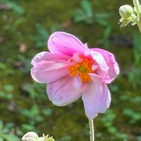 クコ,シュウカイドウ,シュウメイギク,ハゼラン,ピンク色の花の画像