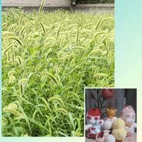エノコログサ,実生カンガルーポケット,ブースカ,繋がりに感謝✨,ｵｹﾂの日の画像