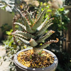 アロエ カスティロニアエ,多肉植物,子株,鉢植え,ネコ好きの画像