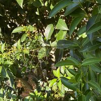 キンモクセイの画像