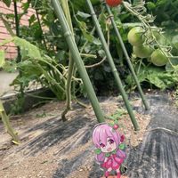 ニラ,ミニトマト,青紫蘇,ルバーブ,ルバーブの画像