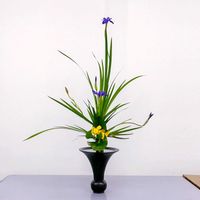 カキツバタ,トルコキキョウ,燕子花,コウホネ,杜若の画像