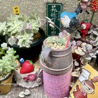 ハートカズラ,ハートカズラ斑入り《レディハート》,子持ち蓮華錦,女雛錦,女雛#メビナ#の画像