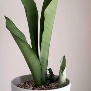 サンセベリア ムーンシャイン,サンセベリア,多肉植物,子株,サンセベリア属の画像
