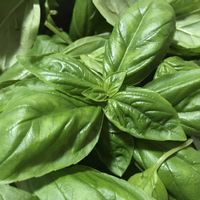 スイートバジル,スイートバジル,鉢植え,シソ科,バジルを食べたい！の画像
