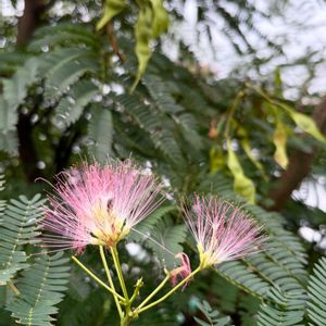 ネムノキ,ピンクの花,夏の花,マメ科,さんぽの画像
