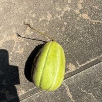 ハヤトウリの画像