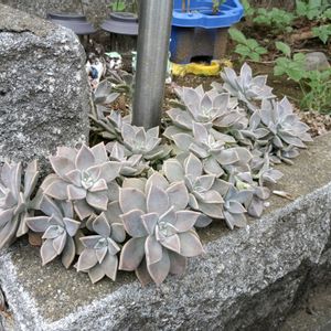 多肉葉挿し,miyuki*･☪:.多肉,多肉植物,葉色が変化する多肉植物,多肉植物 エケベリアの画像