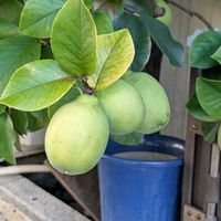 カリン,ご近所散歩,今日のお散歩,歩くの大好き♡の画像