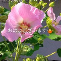 水やり,ヤエ菜園,昨夜の一品の画像