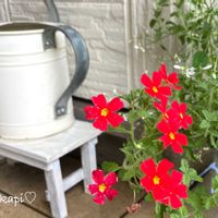 アメリカンブルー,サンブリテニア　スカーレット,芝生,花のある暮らし,トレニア カタリーナの画像