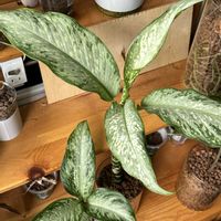 サトイモ科,ディフェンバキア,ディフェンバキア,観葉植物,ハイドロカルチャーの画像