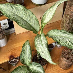 サトイモ科,ディフェンバキア,ディフェンバキア,観葉植物,ハイドロカルチャーの画像