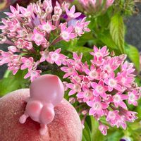 ペンタス,メロン,アメリカフヨウ,誕生日プレゼント,ｵｹﾂの日の画像