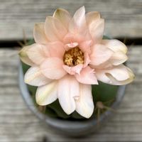 ペンタカンサ,アロエ カスティロニアエ,多肉植物,鉢植え,ダイソーの画像