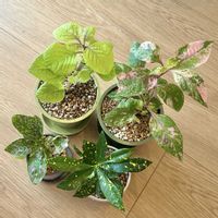 クロトン,ヒポエステス,アルテルナンテラ,スウェーデンアイビー,観葉植物の画像