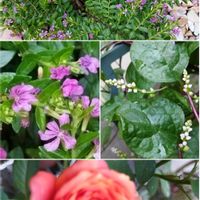 クフェア,ミニバラ,いいね❤ありがとう,花のある暮らし❤,ツルムラサキの花の画像