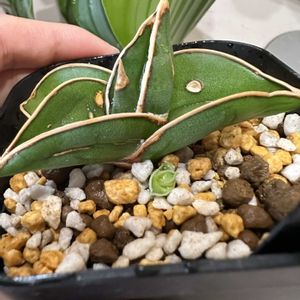 サンスベリア,サンスベリア サムライドワーフ,子株,珍奇植物,植物のある暮らしの画像