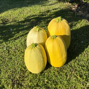 玉ねぎ,ミニ栗カボチャ,キャンベル アーリー,お月様。,そうめんカボチャ。の画像