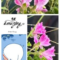 ペラルゴニウム,キュンキュン乙女倶楽部,GS映え,植欲増進中,ステキな眺めの画像