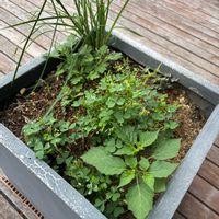 アロエ,ススキ,ランタナ,ランタナ,カタバミの画像