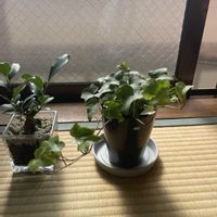 アイビー,アイビー（ヘデラ）の画像