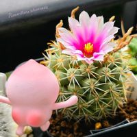サボテン,トックリラン,ノリナ,蓬莱宮,Mammillaria schumannii (Pink & White Flower)の画像