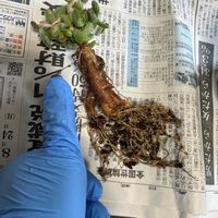 ケラリア ピグマエア,多肉植物,植え替え,塊根植物,根っこつよしの画像