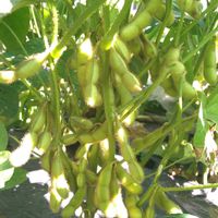 枝豆,味香75,種から,野菜の日,レア品種の画像