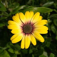 オステオスペルマム,オステオスペルマム　ブルーアイビューティ,ビタミンカラー,花のある暮らし,SDGsの画像