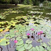 アンゲロニア,アンゲロニア,スイレン,ムクゲ,アイビーの画像