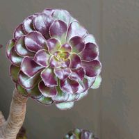 黒法師,虹の玉（セダム属）,虹の玉,シャーロット,シャーロットの画像