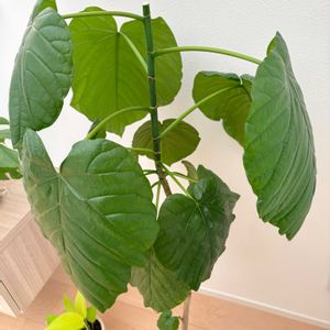 フィカス　ウンベラータ,観葉植物,水挿し,剪定,リビング・ダイニングの画像