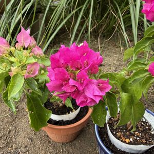 ガーデンプーゲンビレア,植木鉢,玄関アプローチの画像