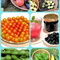 グリーンのある暮らし,夏野菜,野菜の日,アズミン,お野菜作りの画像
