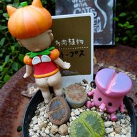 リトープス,ハロウィン,ずっと一緒,つながりに感謝,ｷﾓｶﾜ倶楽部の画像