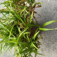 吉祥草,キチジョウソウの画像