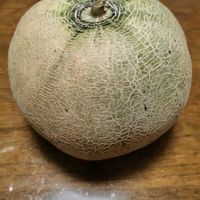 メロンの画像