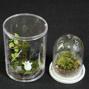 マメヅタ,苔のテラリウム,苔テラリウムの画像