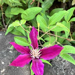 薔薇の挿し木,クレマチス ドクターラッペル,挿し木,花のある暮らし,記録用の画像