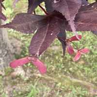 イロハモミジ,お出かけ先にての画像