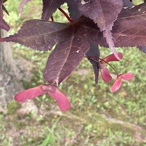 イロハモミジ,お出かけ先にての画像