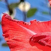 グラジオラス,Thumbnail art WORKS,15PICの画像