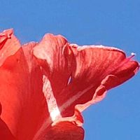 グラジオラス,Thumbnail art WORKS,15PICの画像