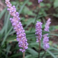 キュウリグサ,ヤブラン（藪蘭）,山野草,花のある暮らし,季節のお花の画像