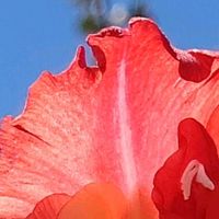 グラジオラス,Thumbnail art WORKS,15PICの画像