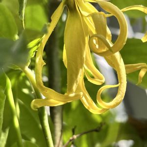 チャボイランイランノキ,温室,京都府立植物園,有用作物室の画像